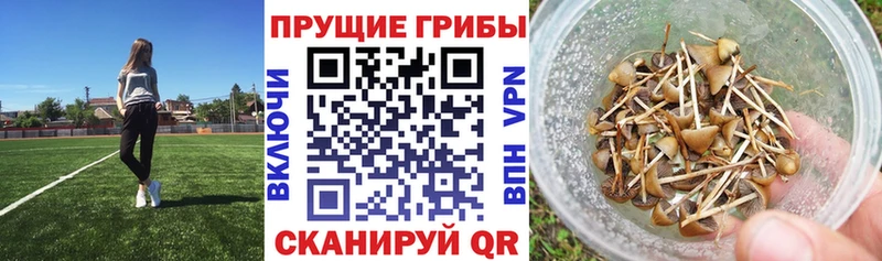 Галлюциногенные грибы MAGIC MUSHROOMS  Суздаль 